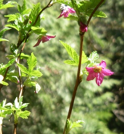 Salmonberry